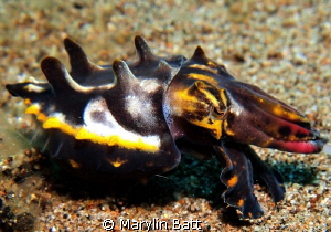 Flamboyant cuttlefish by Marylin Batt 